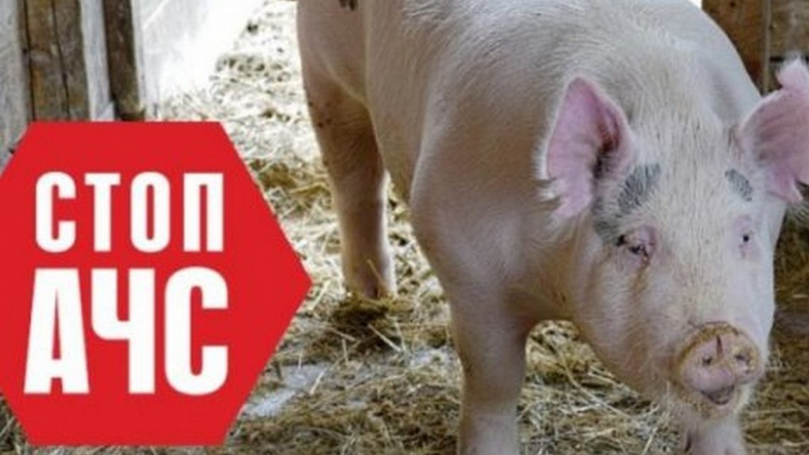 На Сумщині в річці виявили труп свині, хворої на африканську чуму