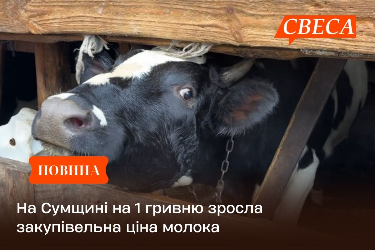 На Сумщині на 1 гривню зросла закупівельна ціна молока