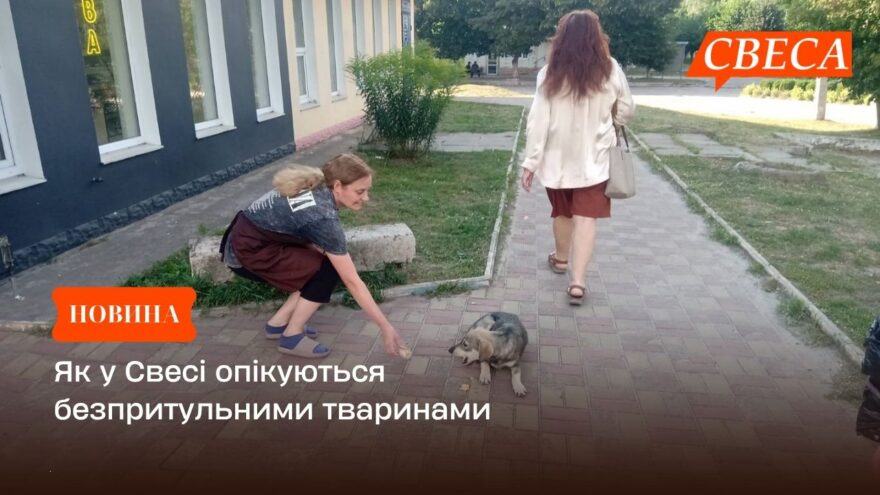 Як у Свесі опікуються безпритульними тваринами
