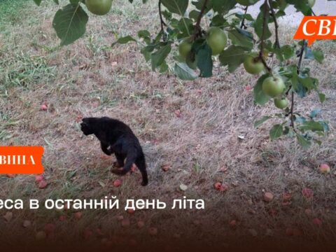Свеса в останній день літа